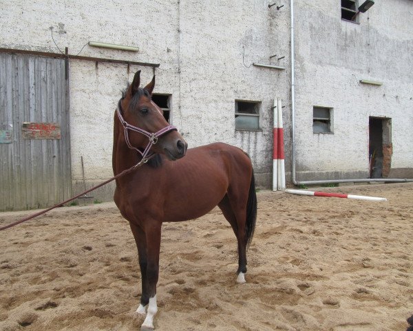 Pferd ShirKhan (Vollblutaraber, 2011)