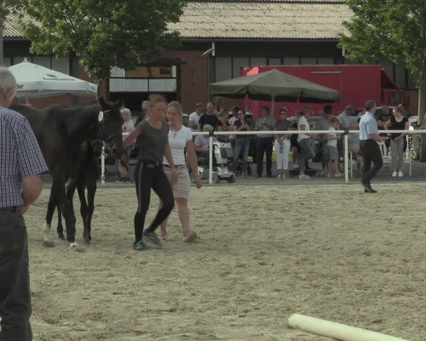 Stuten- und Fohlenschau Ennigerloh 2019