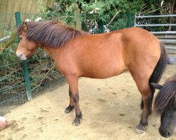 broodmare vom Sophienhof (Iceland Horse, 2008, from Isländerhengst)