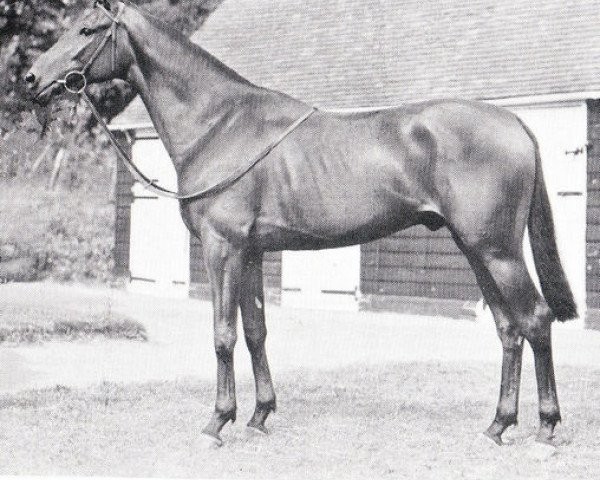 Pferd Postilion xx (Englisches Vollblut, 1946, von Owen Tudor xx)