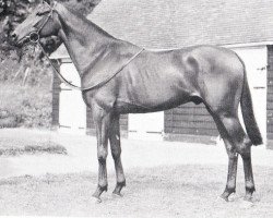 horse Postilion xx (Thoroughbred, 1946, from Owen Tudor xx)