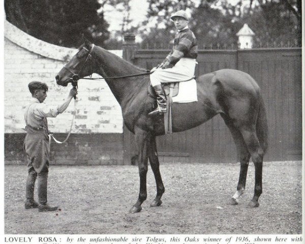 broodmare Lovely Rosa xx (Thoroughbred, 1933, from Tolgus xx)