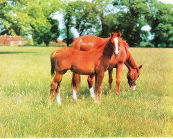 broodmare Lovely Light xx (Thoroughbred, 1966, from Henry The Seventh xx)