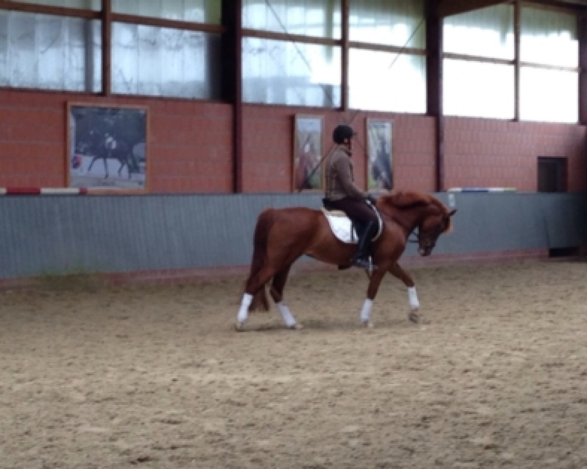 dressage horse Haleakala 2 (German Riding Pony, 2010, from Orchard Boginov)