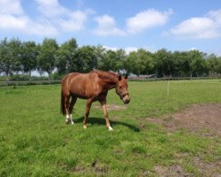 dressage horse McKenzie (German Riding Pony, 2009, from Marck B.S.)