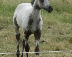 Pferd Appaloosa (Appaloosa, 2014)