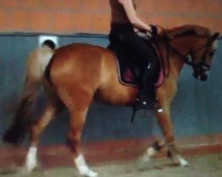 broodmare Hennessy (German Riding Pony, 2008, from Marck B.S.)