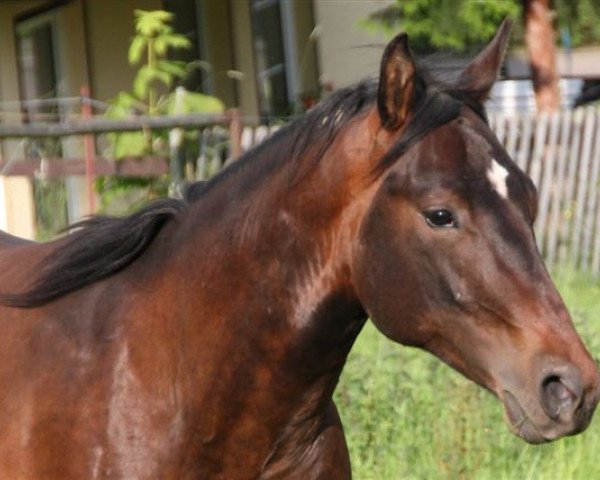 horse Bueno Smokin Chex (Quarter Horse, 2011, from Hot Smokin Chex)