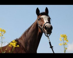 broodmare Forelle (Hanoverian, 1993, from Forrest xx)