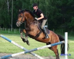 jumper No Limit (German Sport Horse, 2009, from Nintendo K)