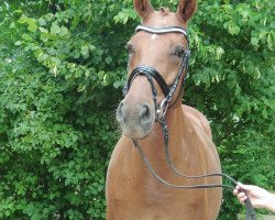 broodmare Beauty Mare (Hanoverian, 1999, from Beltain)