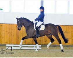 dressage horse Fiderking (Hanoverian, 2008, from Fidertanz)