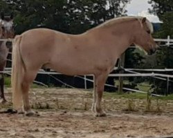 horse Iron Olcay (Fjord Horse, 2010, from Ironimus)