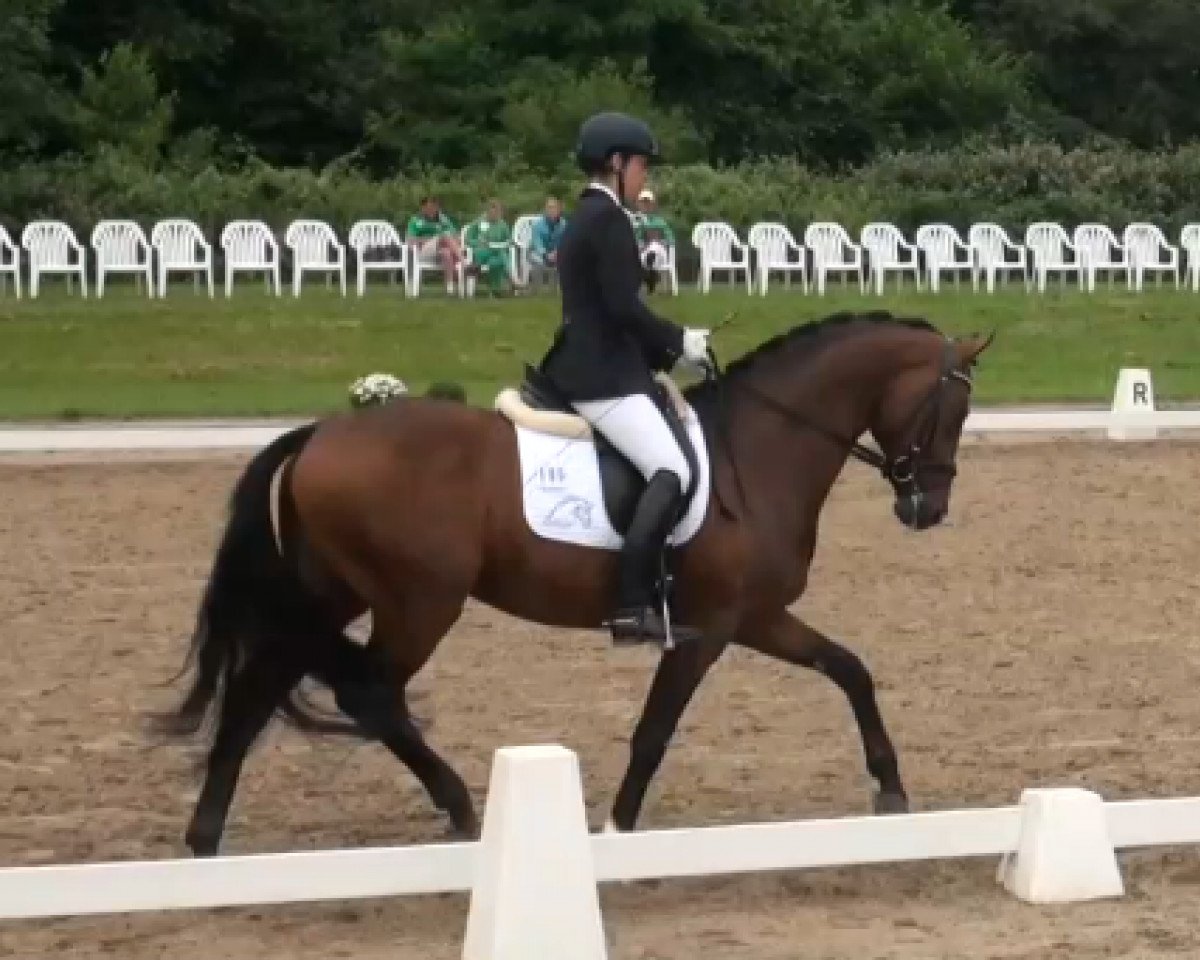 dressage horse Stanford 9 (Rhinelander, 2009, from Sir Donnerhall I)