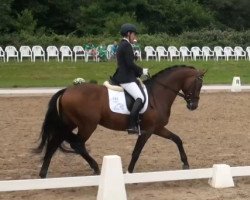 dressage horse Stanford 9 (Rhinelander, 2009, from Sir Donnerhall I)