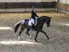 dressage horse D'onna Felina (Hanoverian, 2009, from Don Frederico)