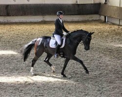 dressage horse D'onna Felina (Hanoverian, 2009, from Don Frederico)