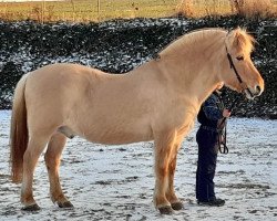 Pferd Fuchs (Fjordpferd, 1994, von Ironimus)