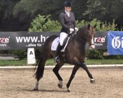 dressage horse Sympathie 53 (Hanoverian, 2009, from San Amour I)