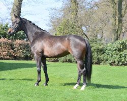 dressage horse Fiderqueen (Hanoverian, 2009, from Fidertanz)