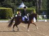 dressage horse Fortuna 435 (Oldenburg, 2009, from Dimaggio)