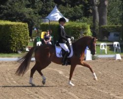 dressage horse Fortuna 435 (Oldenburg, 2009, from Dimaggio)