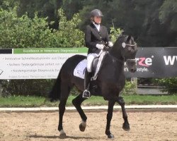 dressage horse Fiderprinz 2 (Oldenburg, 2009, from Fidertanz)