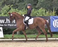 dressage horse Lady Danza (Hanoverian, 2009, from Dimaggio)