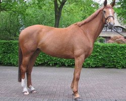 broodmare La Martina (Oldenburg, 2006, from Dimaggio)