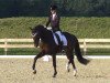 dressage horse Friedolin 36 (Oldenburg, 2009, from Fidertanz)