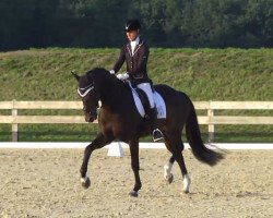 dressage horse Friedolin 36 (Oldenburg, 2009, from Fidertanz)