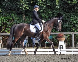 dressage horse Domingo 636 (Bavarian, 2008, from De Niro)