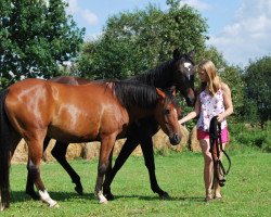 jumper Lissy (Deutsches Reitpony, 2009, from Walou)