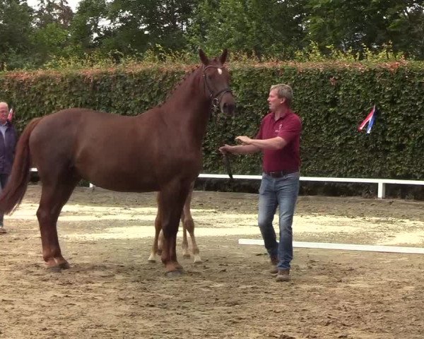 Fohlenschau Osterschnatebüll 2019