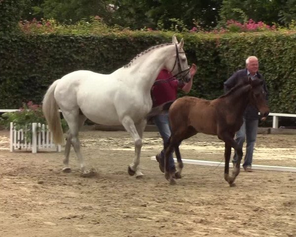 Fohlenschau Osterschnatebüll 2019