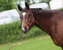 broodmare Quincy 210 (Holsteiner, 2010, from Quarz Ask)