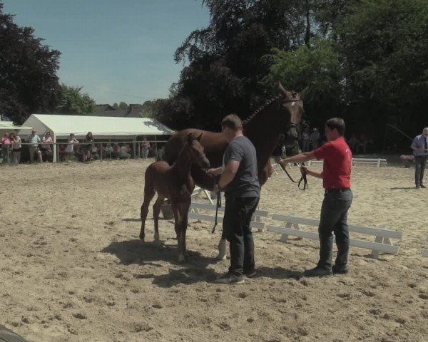 Stuten- und Fohlenschau Gevelsberg-Berge 2019