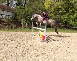 broodmare Lucky of Life (Zweibrücken, 2009, from Kingsley Lucky Dance)