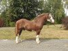 dressage horse Santos (Altmärkisches Draughthorse, 2011)