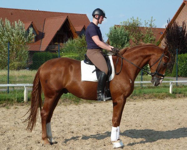 dressage horse Riddick (Hanoverian, 2007, from Rascalino)