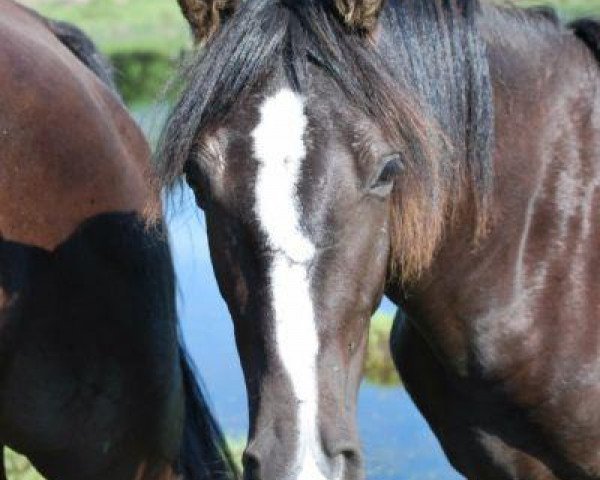 Zuchtstute Tuff's Fancy (Tennessee-Walking-Horse, 2012, von Tsuniah's Dark Delight)