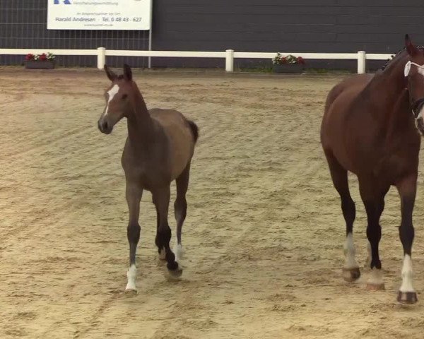 Fohlenchampionat Behrendorf 2019