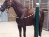 broodmare Kentucky (Thuringia, 2001, from Levall 002)