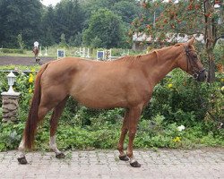 broodmare Finesse (Trakehner, 2002, from Lamarc)