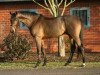 dressage horse Riano 11 (Hanoverian, 2006, from Riccione)