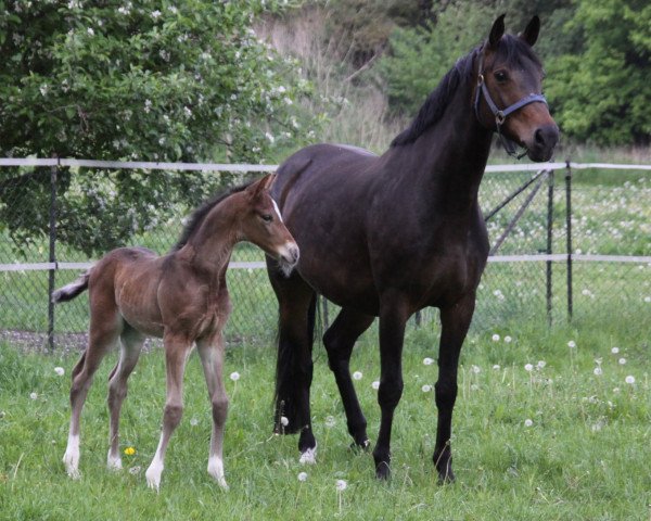 broodmare Shelbyville (Hanoverian, 2006, from San Remo)
