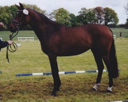 broodmare Wabehna (Hanoverian, 2002, from Wolkentanz I)