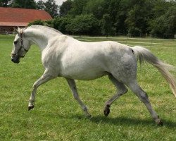 Zuchtstute White Rose (Hannoveraner, 2003, von Wind Dancer)