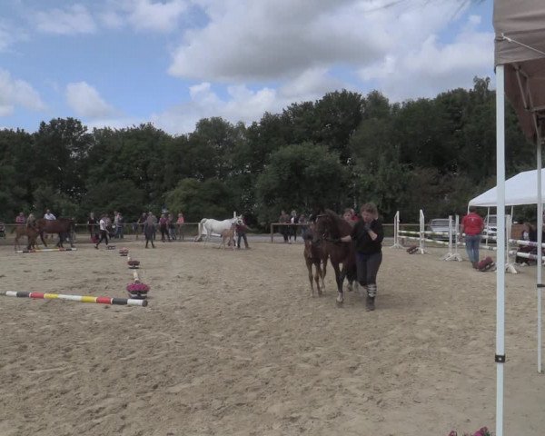 Stuten- und Fohlenschau Marl 2019