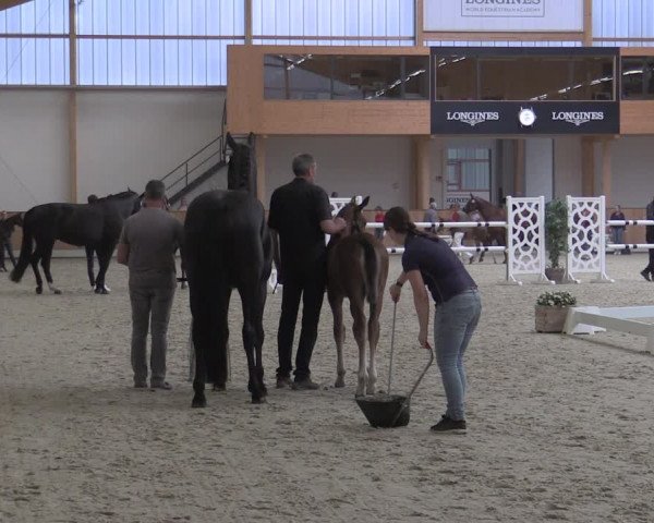 Stuten- und Fohlenschau Riesenbeck-Hörstel 2019